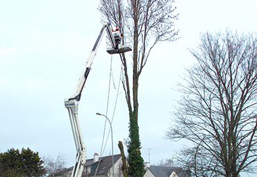 Abattage par l'Entreprise Morel et fils